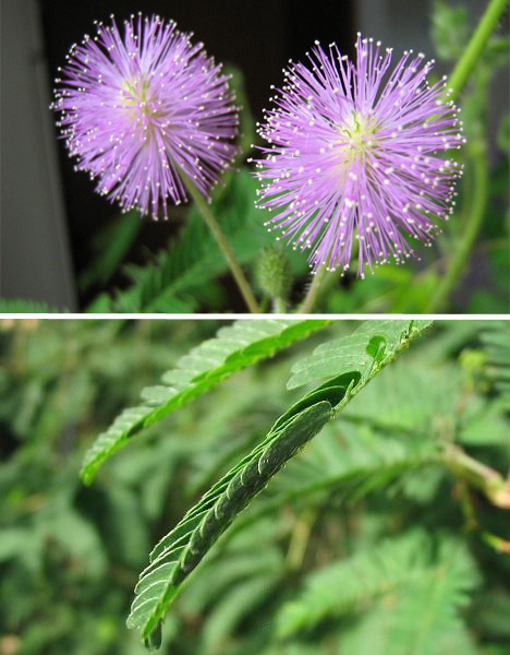 sensitive-plant-mimosa