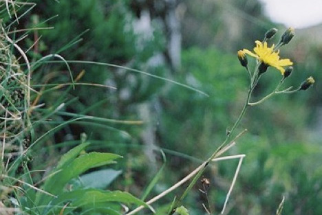 snowdonia-hawkweed