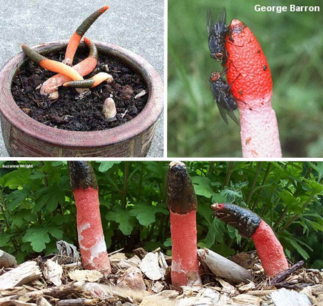stinkworm-mushroom