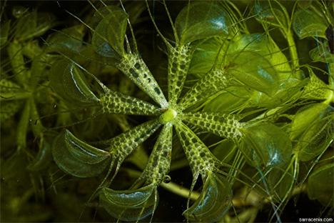 waterwheel-plant