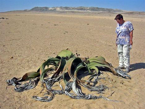 welwitschia