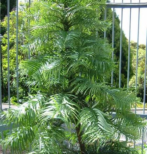 wollemia-nobilis