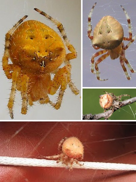 8 Smiling Spiders That Make You Feel Warm and Fuzzy
