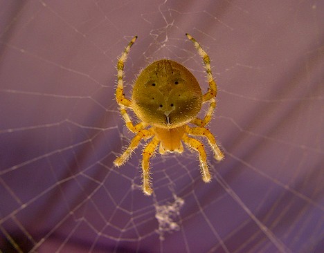 8 Smiling Spiders That Make You Feel Warm and Fuzzy