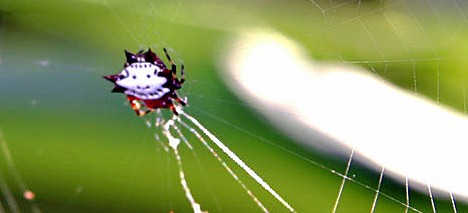 8 Smiling Spiders That Make You Feel Warm and Fuzzy