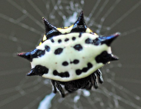 8 Smiling Spiders That Make You Feel Warm and Fuzzy