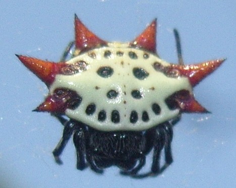 8 Smiling Spiders That Make You Feel Warm and Fuzzy