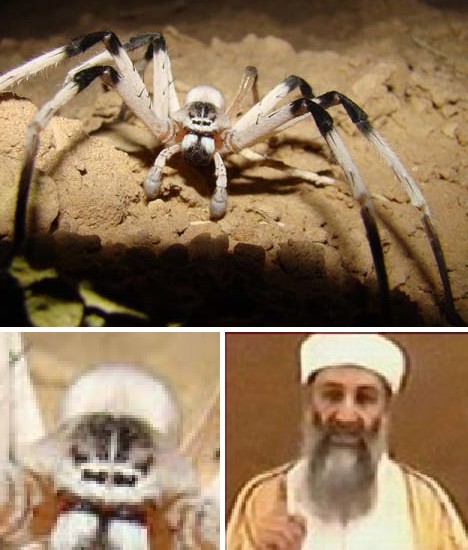 8 Smiling Spiders That Make You Feel Warm and Fuzzy
