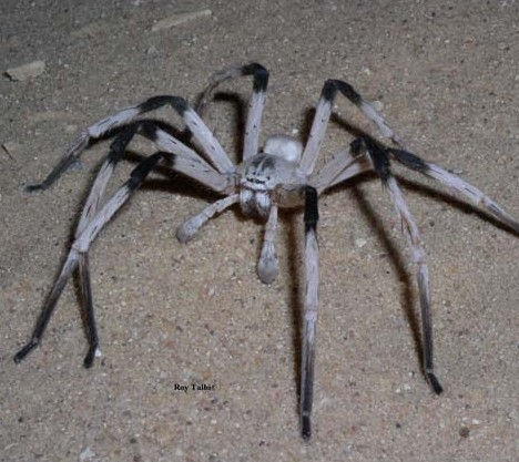 8 Smiling Spiders That Make You Feel Warm and Fuzzy