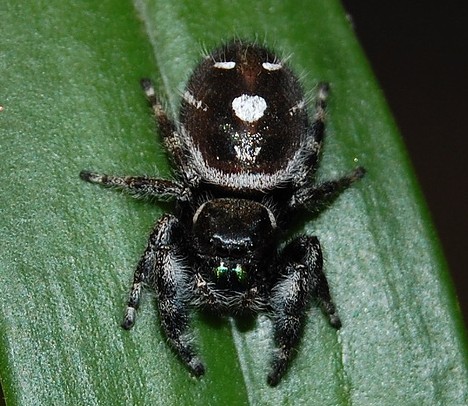 8 Smiling Spiders That Make You Feel Warm and Fuzzy