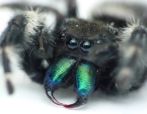 8 Smiling Spiders That Make You Feel Warm and Fuzzy