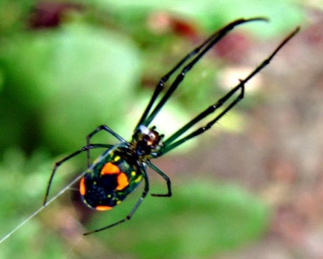 8 Smiling Spiders That Make You Feel Warm and Fuzzy