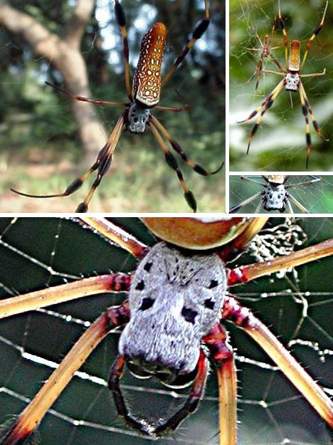 8 Smiling Spiders That Make You Feel Warm and Fuzzy