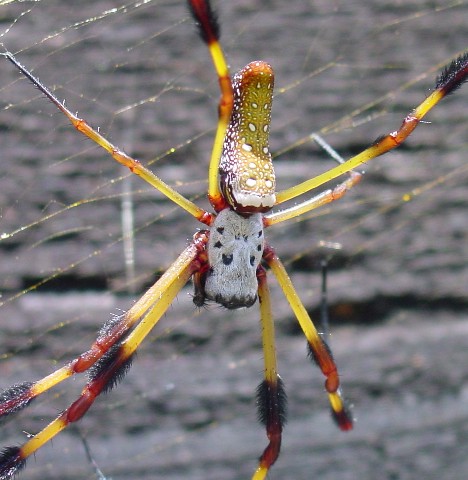8 Smiling Spiders That Make You Feel Warm and Fuzzy