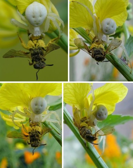 8 Smiling Spiders That Make You Feel Warm and Fuzzy