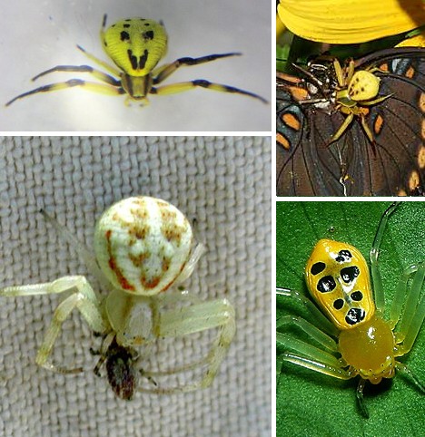 8 Smiling Spiders That Make You Feel Warm and Fuzzy