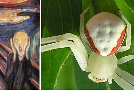 8 Smiling Spiders That Make You Feel Warm and Fuzzy