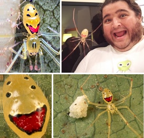 8 Smiling Spiders That Make You Feel Warm and Fuzzy