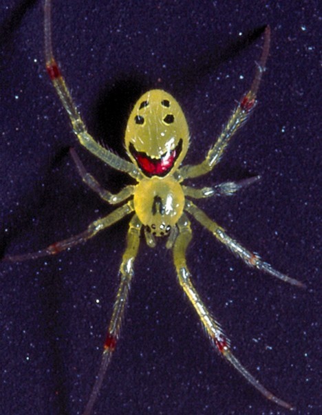 8 Smiling Spiders That Make You Feel Warm and Fuzzy