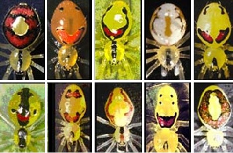 8 Smiling Spiders That Make You Feel Warm and Fuzzy