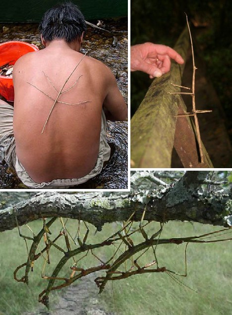 Buzz Killers: 10 Of The World’s Biggest, Baddest Bugs