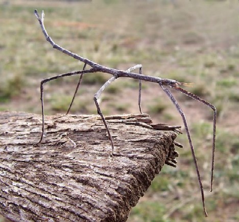 Buzz Killers: 10 Of The World’s Biggest, Baddest Bugs