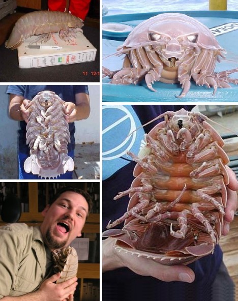 Buzz Killers: 10 Of The World’s Biggest, Baddest Bugs