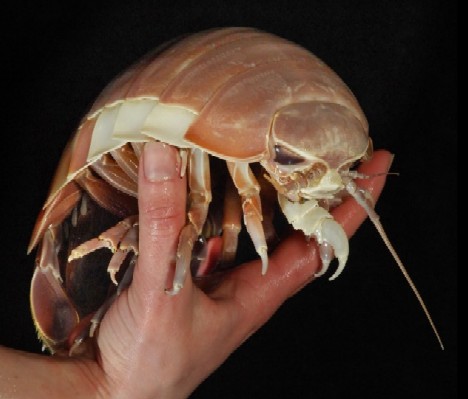 Buzz Killers: 10 Of The World’s Biggest, Baddest Bugs