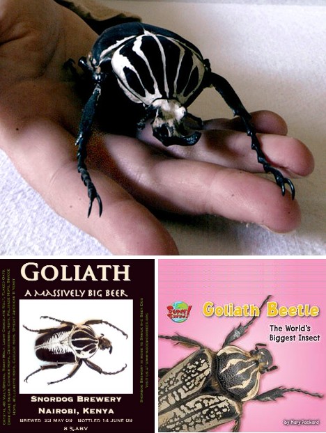 Goliath Beetle
