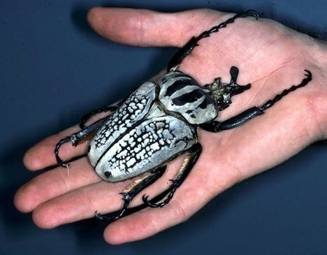 Goliath Beetle