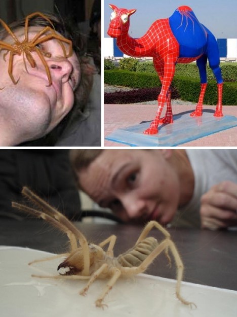 Camel Spiders