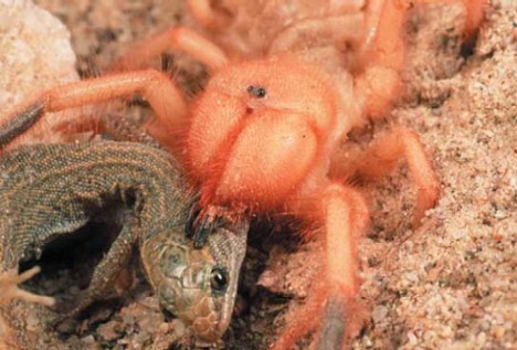 Camel Spiders