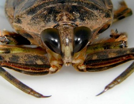 Giant Water Bugs