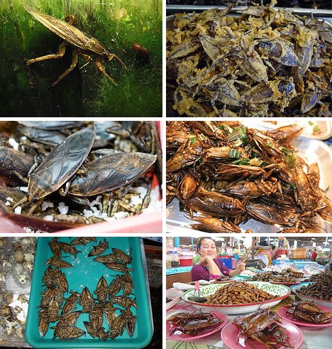 Giant Water Bugs