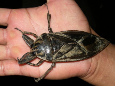 Buzz Killers: 10 Of The World’s Biggest, Baddest Bugs