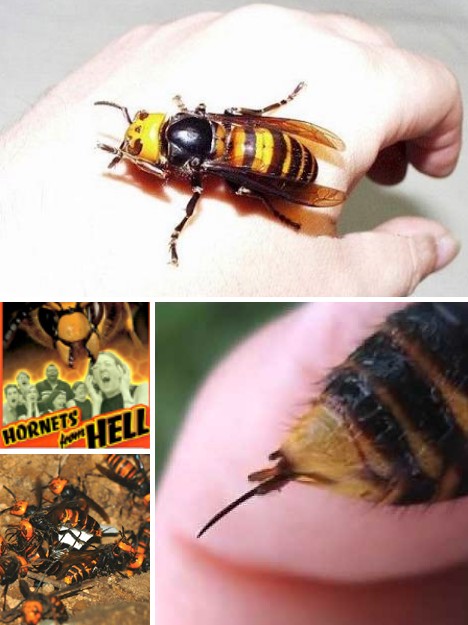 Buzz Killers: 10 Of The World’s Biggest, Baddest Bugs