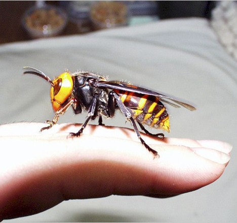 Buzz Killers: 10 Of The World’s Biggest, Baddest Bugs