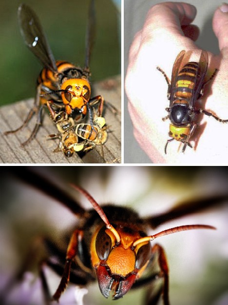Buzz Killers: 10 Of The World’s Biggest, Baddest Bugs