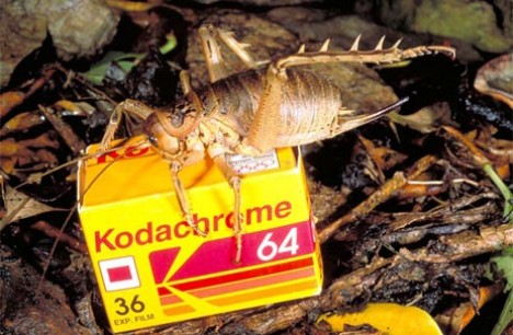 Buzz Killers: 10 Of The World’s Biggest, Baddest Bugs