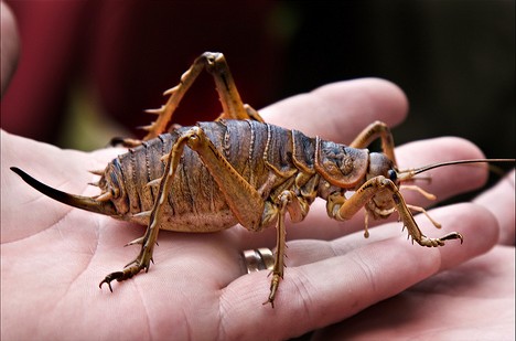 Buzz Killers: 10 Of The World’s Biggest, Baddest Bugs