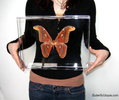 Buzz Killers: 10 Of The World’s Biggest, Baddest Bugs