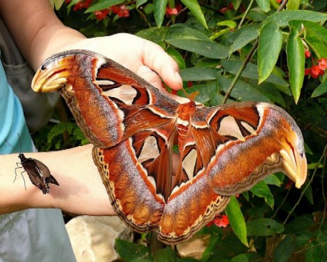 Buzz Killers: 10 Of The World’s Biggest, Baddest Bugs