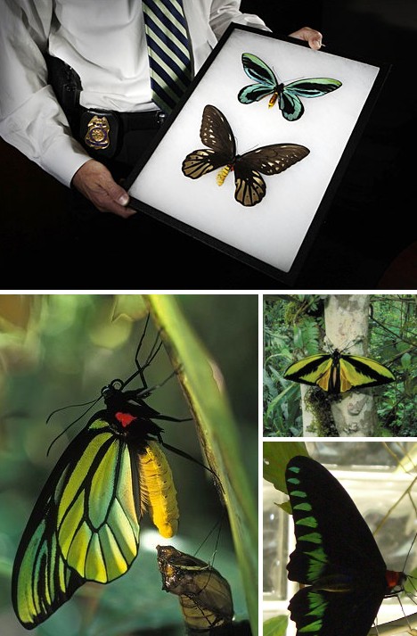 Buzz Killers: 10 Of The World’s Biggest, Baddest Bugs