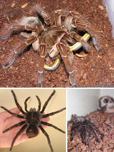 Buzz Killers: 10 Of The World’s Biggest, Baddest Bugs