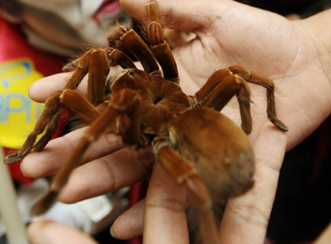 Buzz Killers: 10 Of The World’s Biggest, Baddest Bugs