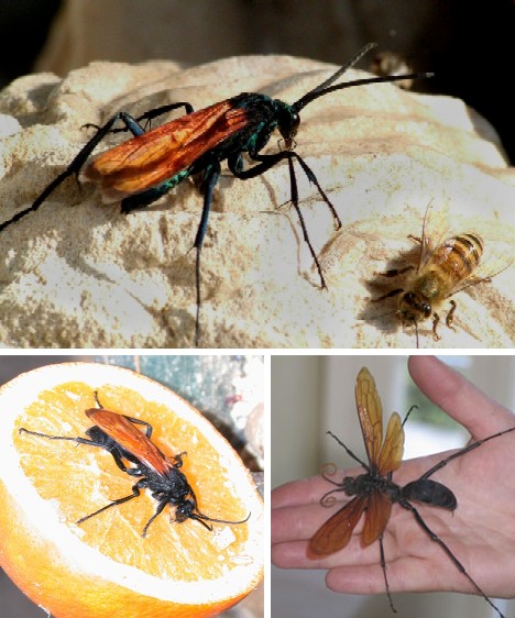 Buzz Killers: 10 Of The World’s Biggest, Baddest Bugs