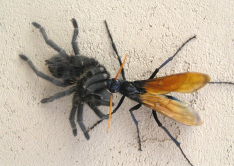 Buzz Killers: 10 Of The World’s Biggest, Baddest Bugs