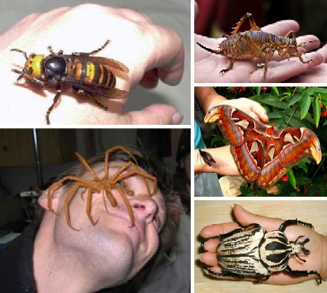 Buzz Killers: 10 Of The World’s Biggest, Baddest Bugs