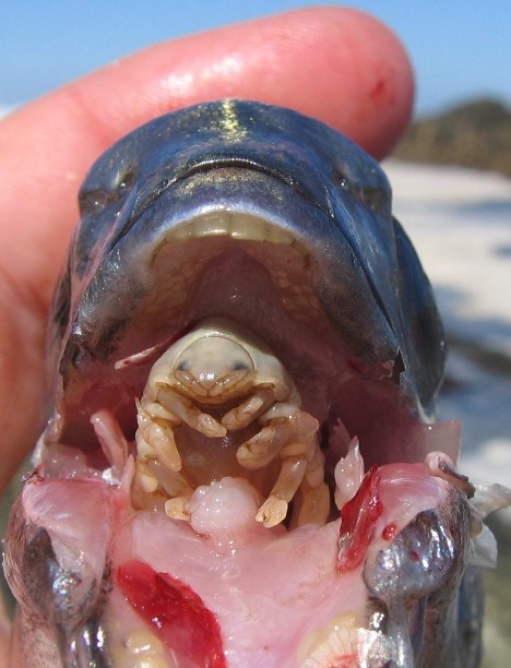Buzz Killers: 10 Of The World’s Biggest, Baddest Bugs