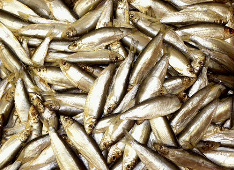 weird-diseases-fish-odor-syndrome